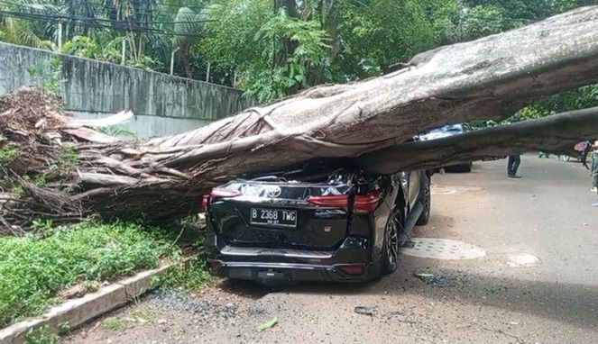 Pohon Besar di Seberang Rumah Tumbang, Kode Prabowo Akan Kalah?