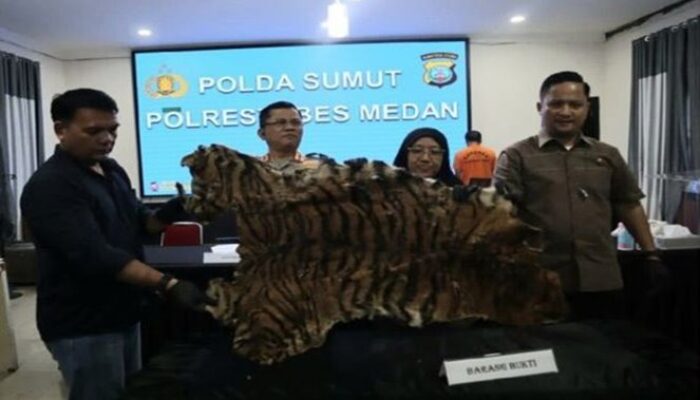 Dua Pelaku Penjual Kulit Harimau Sumatra, Ditangkap Polisi di Sumut