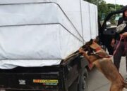 Penyelundupan Pil Ekstasi, Sabu dan Ganja Digagalkan Bareskrim Polri