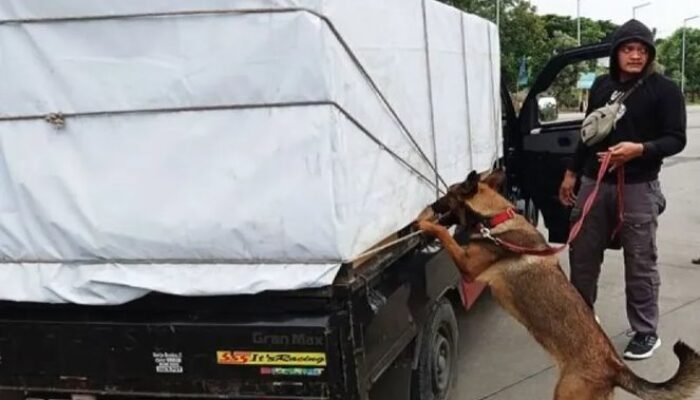 Penyelundupan Pil Ekstasi, Sabu dan Ganja Digagalkan Bareskrim Polri