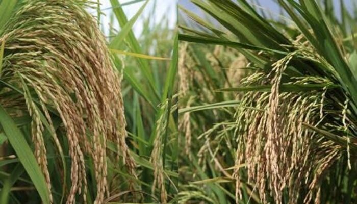 Jarang Ngantor, Kabid Pertanian Jeneponto Diduga Kendalikan Bantuan Padi