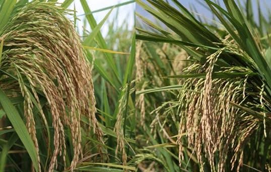 Jarang Ngantor, Kabid Pertanian Jeneponto Diduga Kendalikan Bantuan Padi