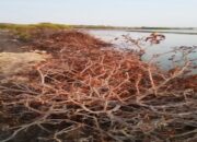 Mangrove Hancur, Bibir Pantai Rusak, Pemerintah Takalar Dinilai Mandul