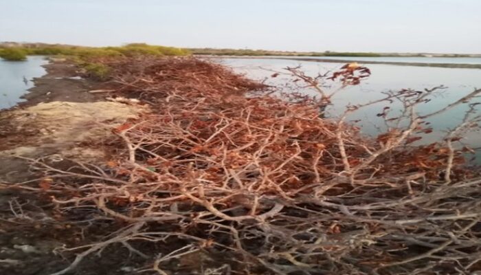 Mangrove Hancur, Bibir Pantai Rusak, Pemerintah Takalar Dinilai Mandul