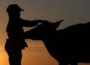 Korupsi Bantuan Sapi Rp 500 Juta? Kejaksaan Gowa Diminta Segera Bertindak