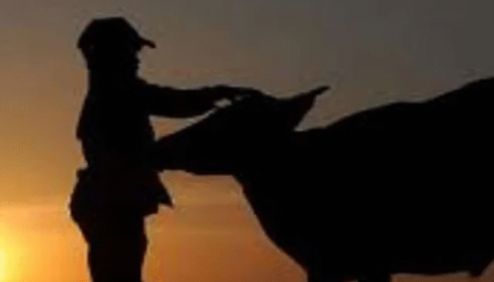 Korupsi Bantuan Sapi Rp 500 Juta? Kejaksaan Gowa Diminta Segera Bertindak