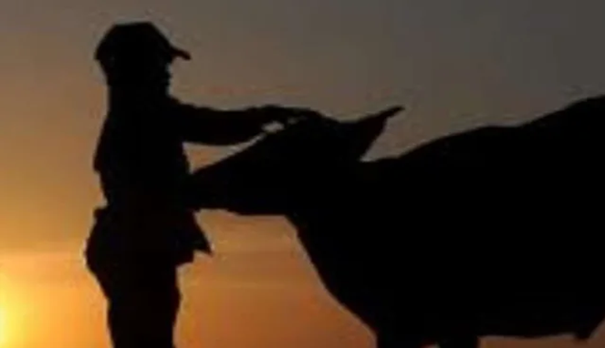 Korupsi Bantuan Sapi Rp 500 Juta? Kejaksaan Gowa Diminta Segera Bertindak