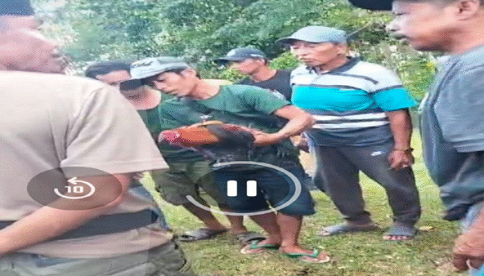 Arena Judi Sabung Ayam di Kajang Bebas Beroperasi, Polisi Diduga Tutup Mata