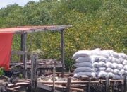 Hutan Mangrove Tanakeke Dihabisi Demi Arang, Warga Takalar Menunggu Abrasi