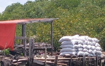 Hutan Mangrove Tanakeke Dihabisi Demi Arang, Warga Takalar Menunggu Abrasi