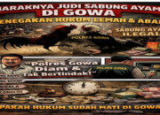 Hukum Mati Suri, Judi Sabung Ayam 'Menggila' Polres Gowa Tutup Mata