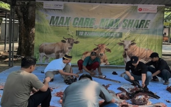 Tiga Sapi “KO” di MaxOne Makassar, Ratusan Warga Langsung Bawa Pulang Daging Kurban
