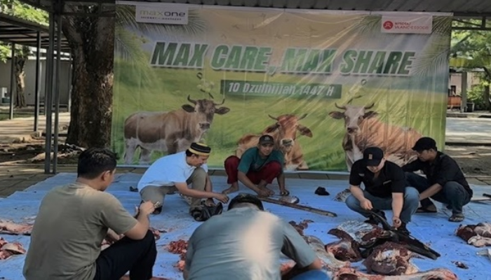 Tiga Sapi “KO” di MaxOne Makassar, Ratusan Warga Langsung Bawa Pulang Daging Kurban